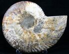 Beautiful Split Ammonite (Half) #5502-1